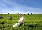 Agriculture